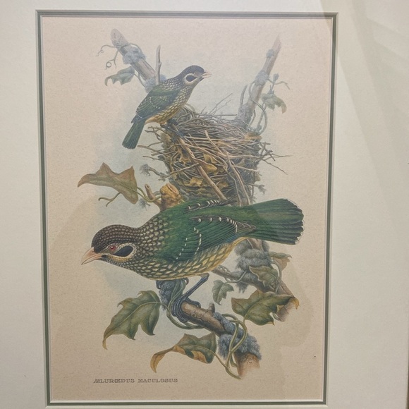 Framed Gould - Spotted
Catbird Art Print - Picture 13 of 16